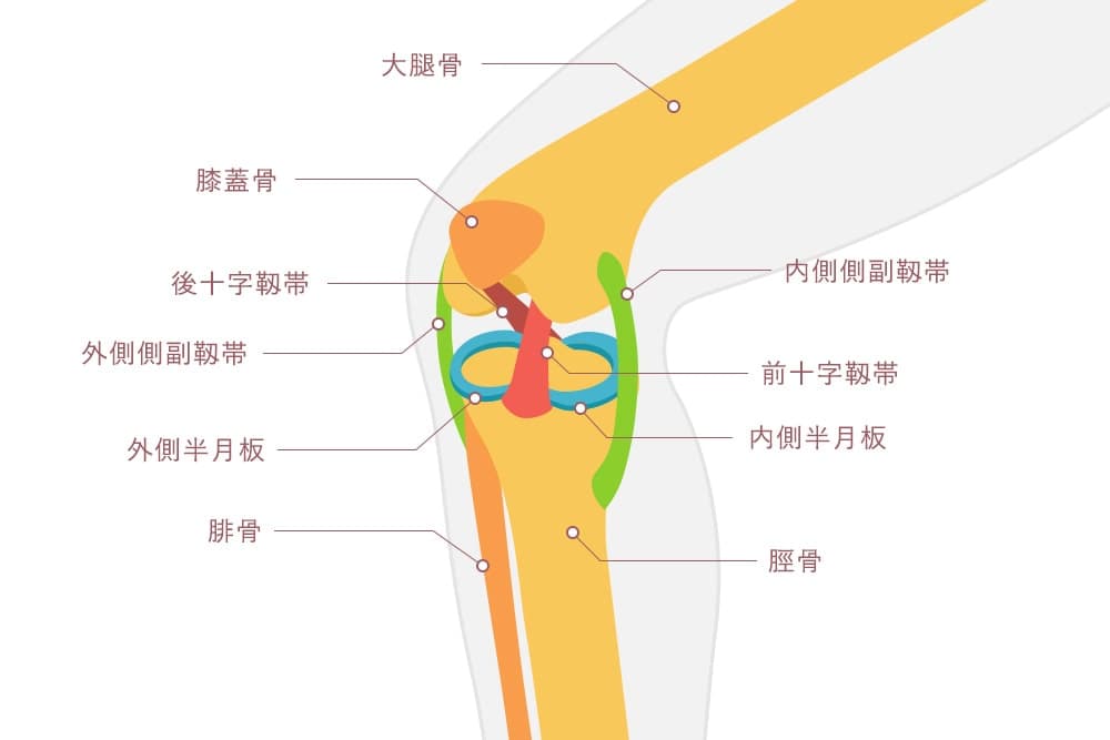 膝関節の基礎知識