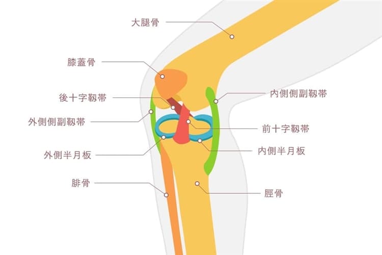 膝関節の基礎知識
